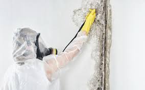 Best Water Damage & Mold Remediation  in Baytown, TX